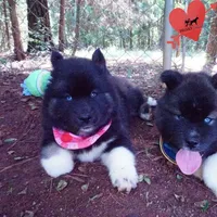 AKC Black/white OFA & Embark, a female Siberian Husky for sale in Anderson, SC – 2 of 10