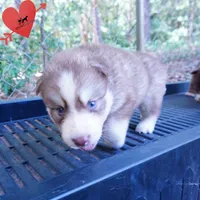 OFA & Embark - Carrot, a male Siberian Husky for sale in Anderson, SC – 8 of 10