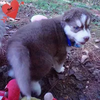 OFA & AKC Red/white, a male Siberian Husky for sale in Anderson, SC – 4 of 10