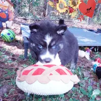 Health Tested Parents - Cyclops, a male Siberian Husky for sale in Anderson, SC – 5 of 10