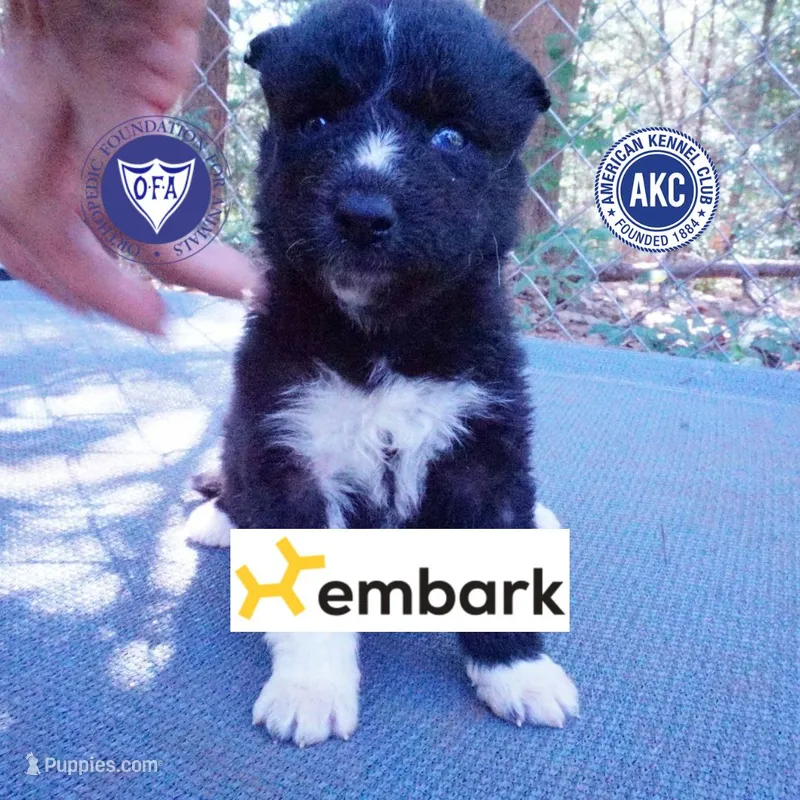 Kate - Solid Black – Siberian Husky puppy for sale in Anderson, SC