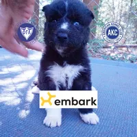Kate - Solid Black, a female Siberian Husky for sale in Anderson, SC – 1 of 10