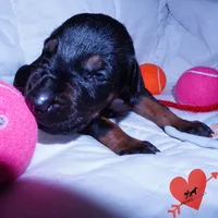 Champion & Full Euro AKC - Kora, a female Doberman Pinscher for sale in Anderson, SC – 8 of 10