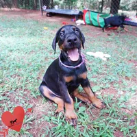 OFA & Embark Tested Parents, a female Doberman Pinscher for sale in Anderson, SC – 9 of 10