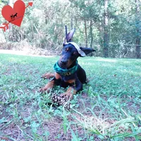 Ear cropped AKC Euro OFA & Embark, a male Doberman Pinscher for sale in Anderson, SC – 2 of 10