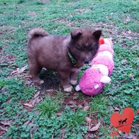 Solid Brown AKC Embark OFA, a male Siberian Husky for sale in Anderson, SC – Photo 7 of 10