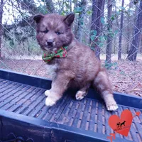 Solid Brown AKC Embark OFA, a male Siberian Husky for sale in Anderson, SC – Photo 6 of 10