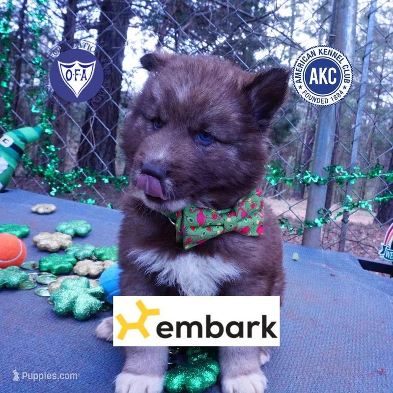 Solid Brown AKC Embark OFA – Siberian Husky puppy for sale in Anderson, SC