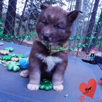 Solid Brown AKC Embark OFA, a male Siberian Husky for sale in Anderson, SC – Photo 5 of 10