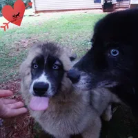 AKC Agouti Embark & OFA Parents, a female Siberian Husky for sale in Anderson, SC – 8 of 10