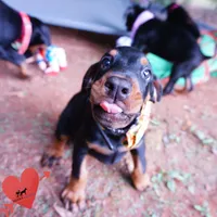 AKC Euro OFA & Embark - Huu, a male Doberman Pinscher for sale in Anderson, SC – 2 of 10