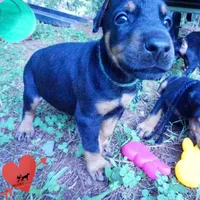 AKC Euro OFA & Embark - Hahn, a male Doberman Pinscher for sale in Anderson, SC – 4 of 10