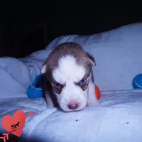 AKC OFA Red/white, a male Siberian Husky for sale in Anderson, SC – 5 of 10