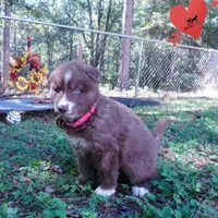 Solid Brown Ready Soon , a female Siberian Husky for sale in Anderson, SC – 8 of 10