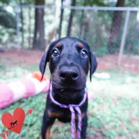 OFA & Embark Tested Parents, a female Doberman Pinscher for sale in Anderson, SC – 2 of 10