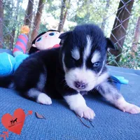 OFA & Embark Tested - Luffy, a male Siberian Husky for sale in Anderson, SC – 8 of 10