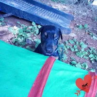 AKC Euro OFA & Embark - Hahn, a male Doberman Pinscher for sale in Anderson, SC – 8 of 10