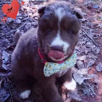 Solid Brown Ready Mid October , a female Siberian Husky for sale in Anderson, SC – 6 of 10