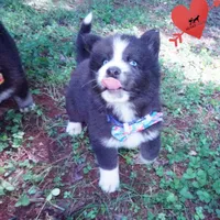 Iceman - Black/white, a male Siberian Husky for sale in Anderson, SC – 3 of 10