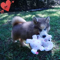 OFA & Embark Tested Parents, a female Siberian Husky for sale in Anderson, SC – 5 of 8