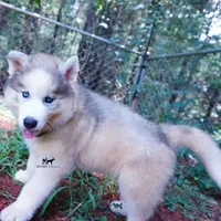AKC OFA Embark Parents, a male Siberian Husky for sale in Anderson, SC – 4 of 10