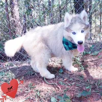 OFA & Embark Tested Parents, a female Siberian Husky for sale in Anderson, SC – 8 of 10
