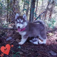 Red/white Ready Soon!, a female Siberian Husky for sale in Anderson, SC – 9 of 10