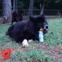 AKC Solid Black Trained, a male Siberian Husky for sale in Anderson, SC – 2 of 6