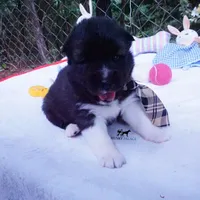 AKC Agouti OFA & Embark, a male Siberian Husky for sale in Anderson, SC – 2 of 10