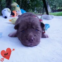 AKC Solid Brown OFA & Embark, a female Siberian Husky for sale in Anderson, SC – 6 of 10