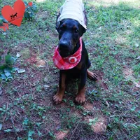 Ear cropped - Full Euro, a female Doberman Pinscher for sale in Anderson, SC – 2 of 10