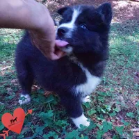 Iceman - Black/white, a male Siberian Husky for sale in Anderson, SC – 5 of 10