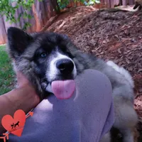 AKC Agouti Embark & OFA Parents, a female Siberian Husky for sale in Anderson, SC – 2 of 10