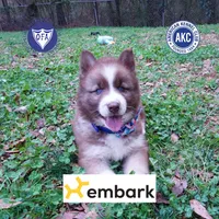 Brown/white AKC, a male Siberian Husky for sale in Anderson, SC – Photo 1 of 10