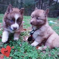 Brown/white AKC, a male Siberian Husky for sale in Anderson, SC – Photo 4 of 10