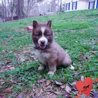 Brown/white AKC, a male Siberian Husky for sale in Anderson, SC – Photo 7 of 10