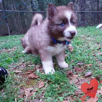 Brown/white AKC, a male Siberian Husky for sale in Anderson, SC – Photo 6 of 10