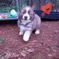 Brown/white AKC, a male Siberian Husky for sale in Anderson, SC – Photo 5 of 10
