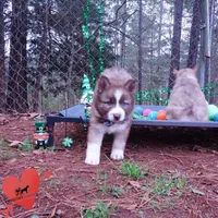 Brown/white AKC, a male Siberian Husky for sale in Anderson, SC – Photo 8 of 10