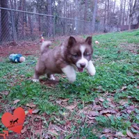 Brown/white AKC, a male Siberian Husky for sale in Anderson, SC – Photo 2 of 10