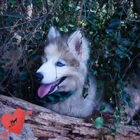 OFA & Embark Tested Parents, a female Siberian Husky for sale in Anderson, SC – 8 of 10
