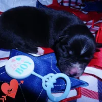 Solid Black AKF OFA Embark - Zoro, a male Siberian Husky for sale in Anderson, SC – 4 of 10