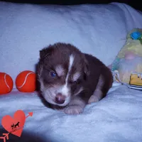 AKC OFA Brown/white, a male Siberian Husky for sale in Anderson, SC – 4 of 8