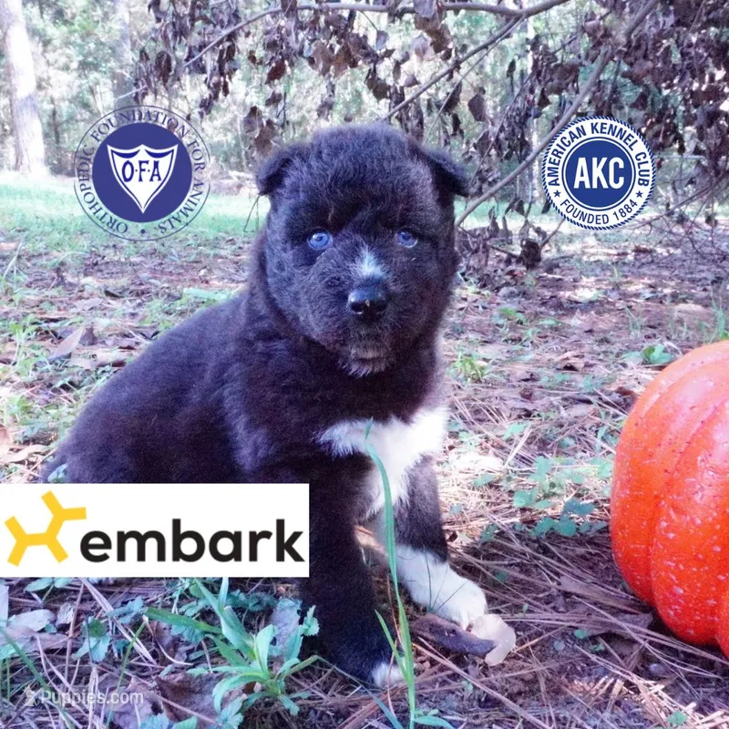 Solid Black - Rogue – Siberian Husky puppy for sale in Anderson, SC
