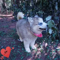 OFA & Embark Tested Parents, a female Siberian Husky for sale in Anderson, SC – 2 of 10