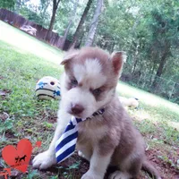 AKC OFA Red/white, a male Siberian Husky for sale in Anderson, SC – 5 of 10