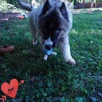 AKC Agouti OFA & Embark, a female Siberian Husky for sale in Anderson, SC – 7 of 10