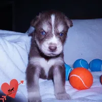AKC OFA Brown/white, a male Siberian Husky for sale in Anderson, SC – 6 of 10