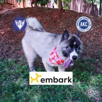 AKC Agouti OFA & Embark, a female Siberian Husky for sale in Anderson, SC – 1 of 10