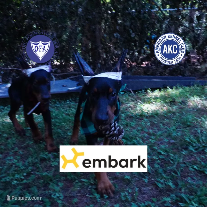 Ear cropped AKC Euro OFA & Embark – Doberman Pinscher puppy for sale in Anderson, SC